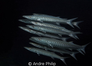 "Oceans Eleven" - close encounter with a barracuda school by Andre Philip 